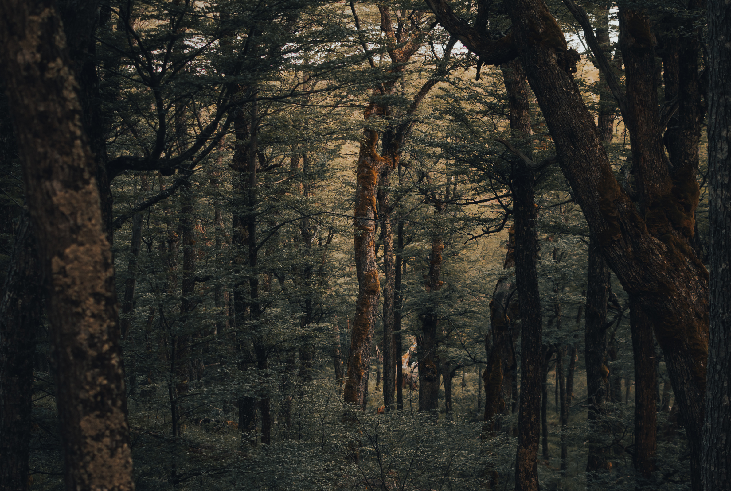 Trees on Forest
