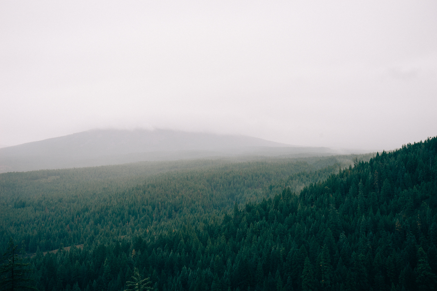 Forest Landscape